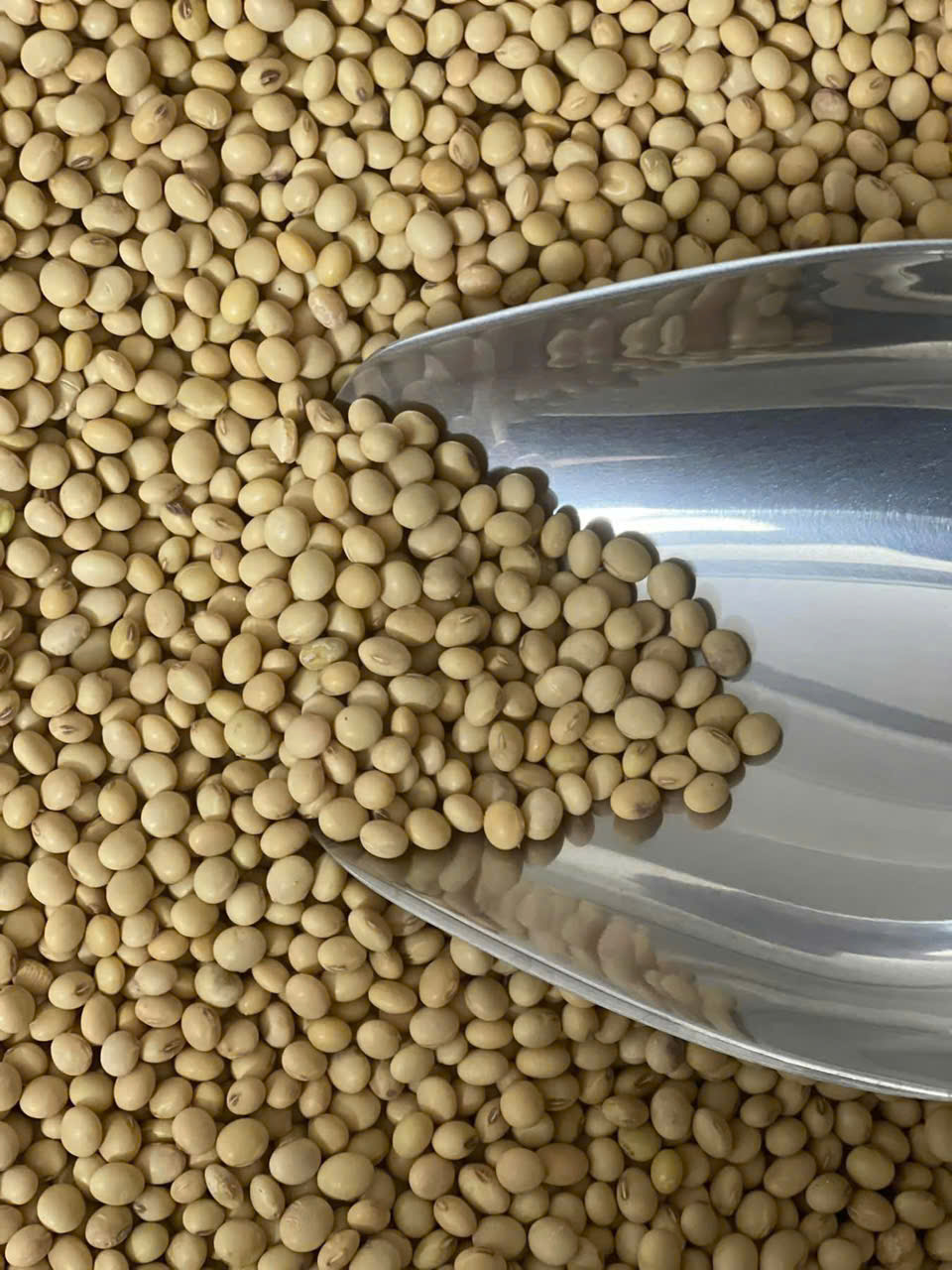 Dau-nanh-khong-bien-doi-gen-thuan-chung-hanuti-anphaco-goi 500g (1)